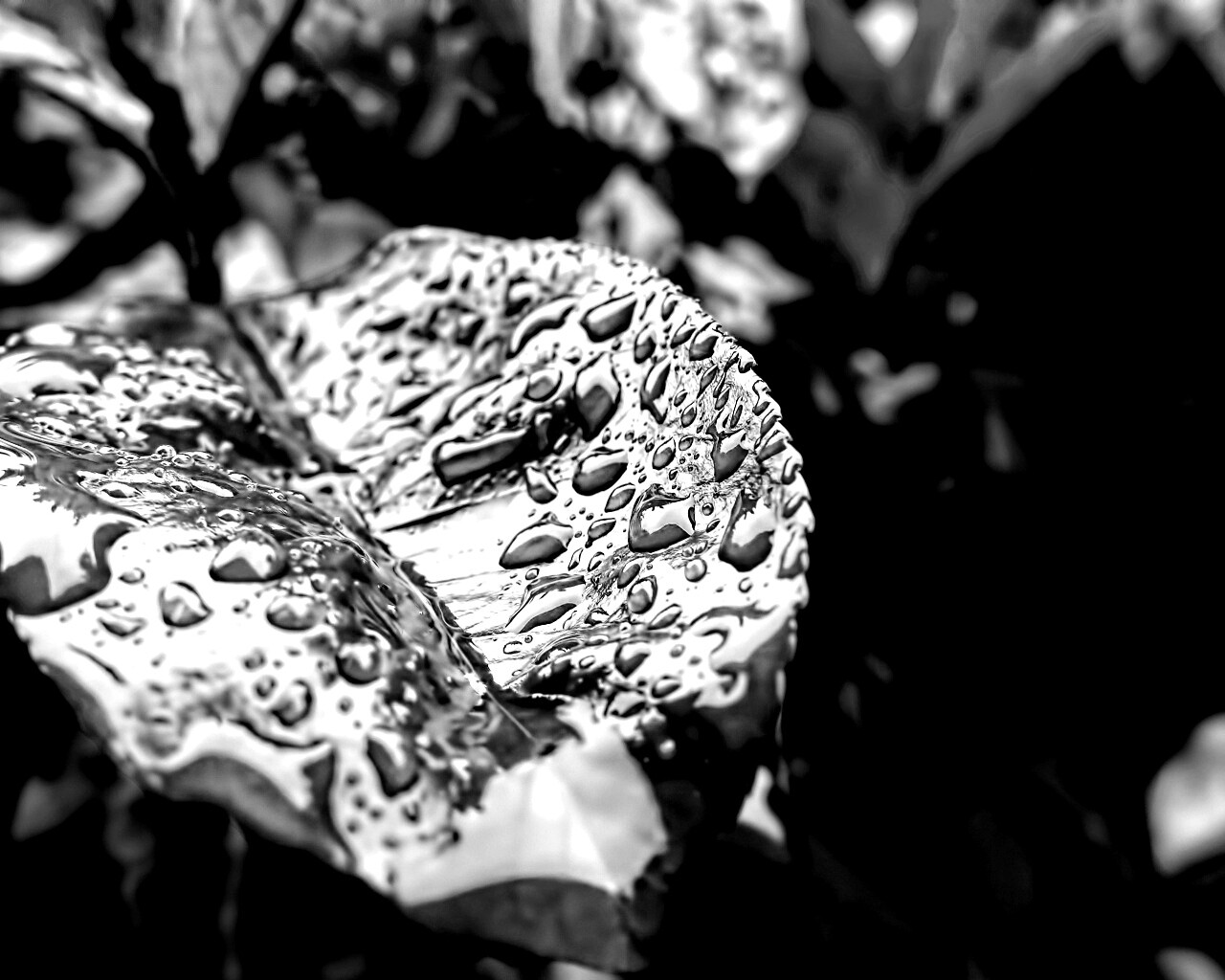 Красный лист в каплях воды обои