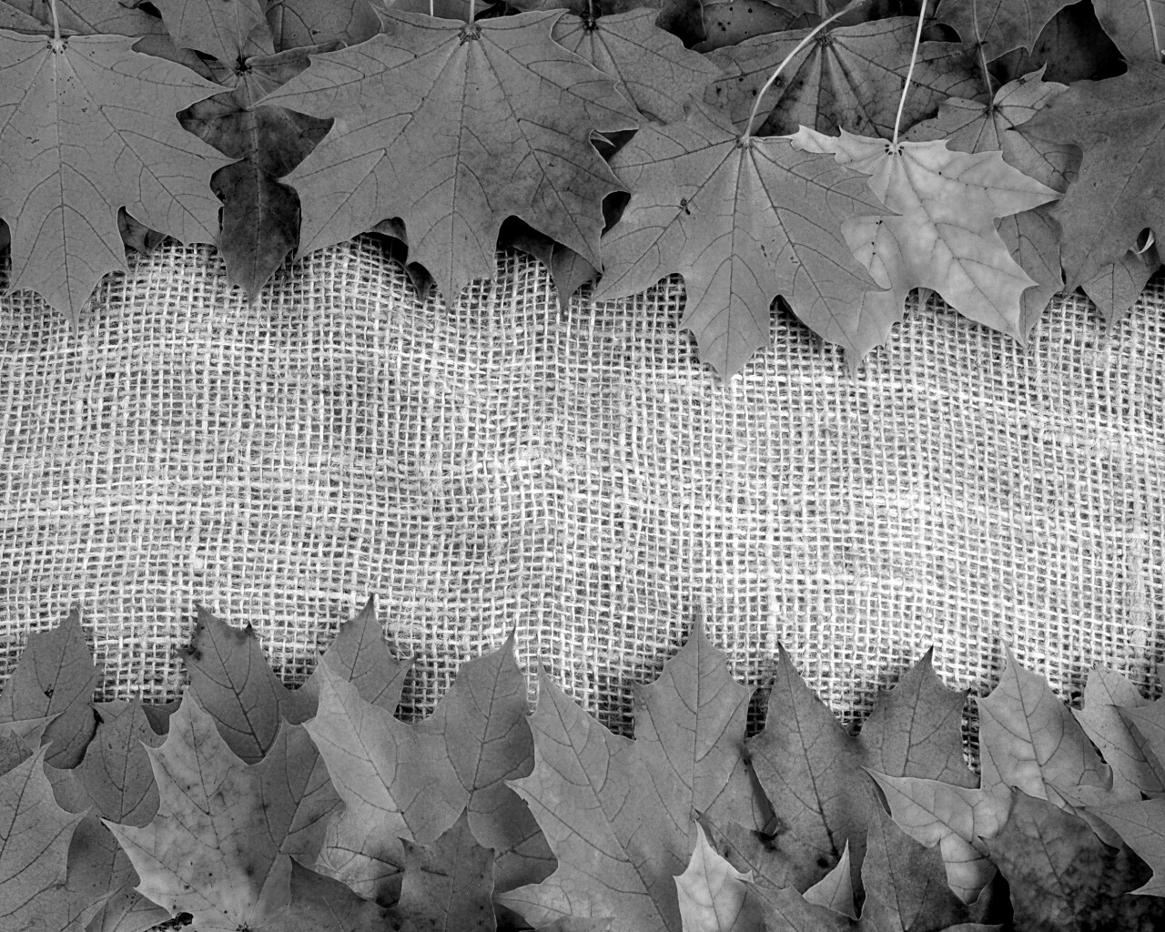 Желтые кленовые листья на холсте обои