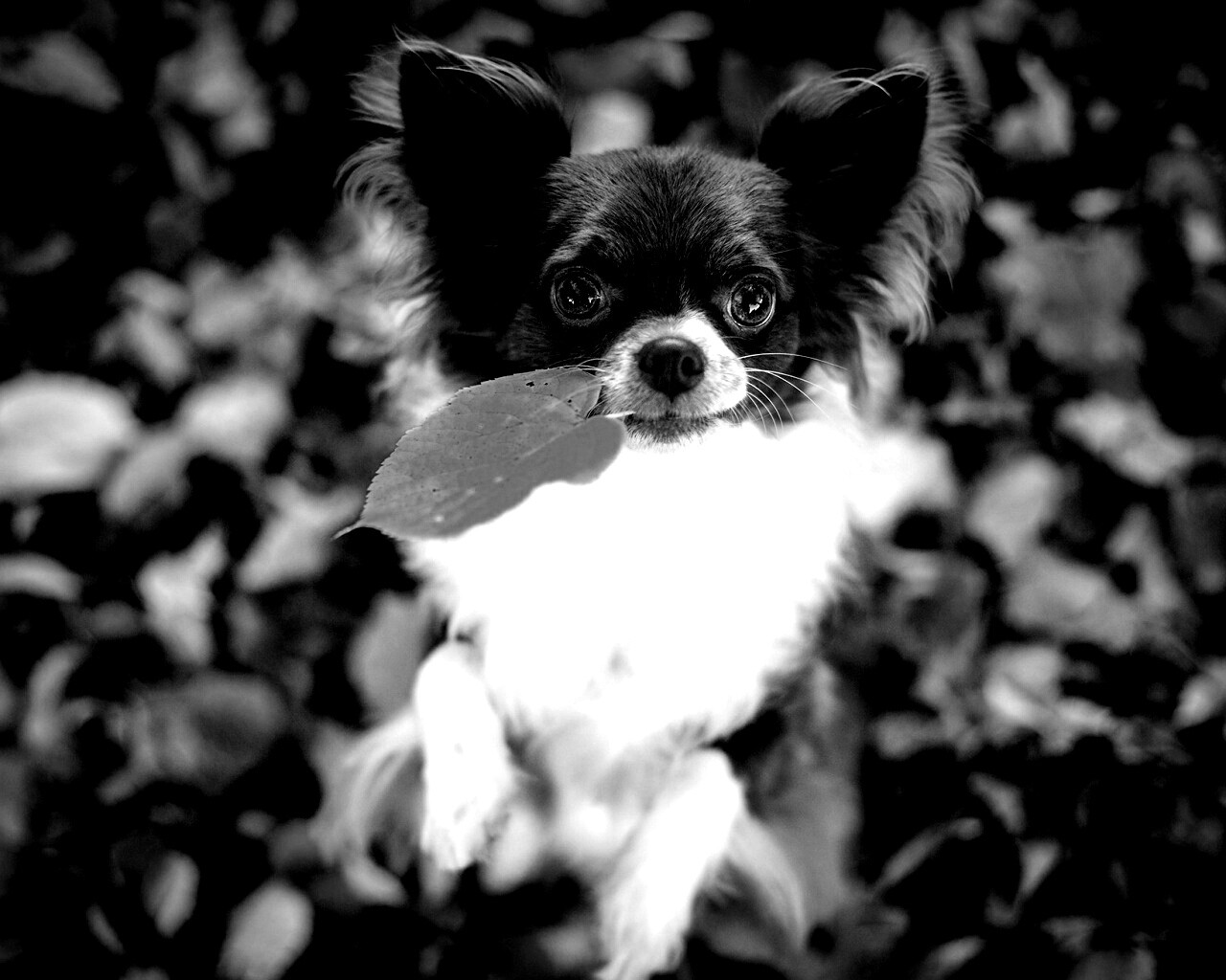 Собачка с листиком в зубах обои