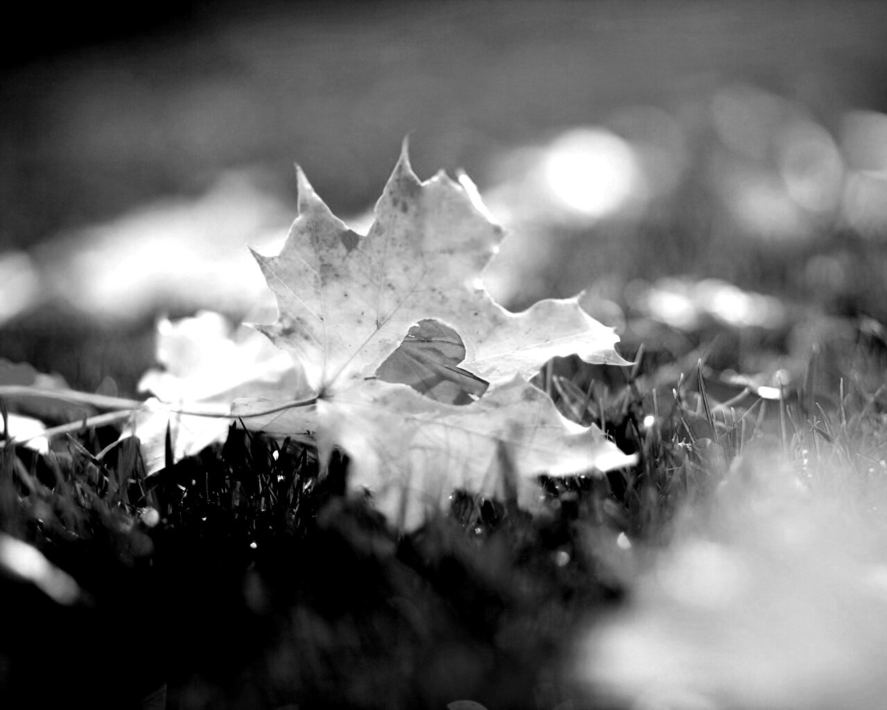 Листик в форме сердца обои