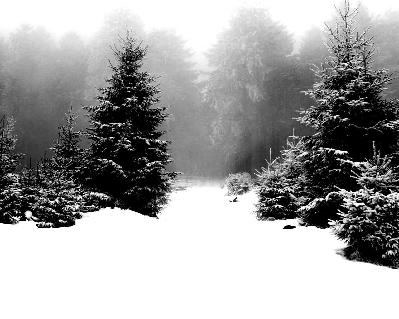 Ёлки в сугробах обои
