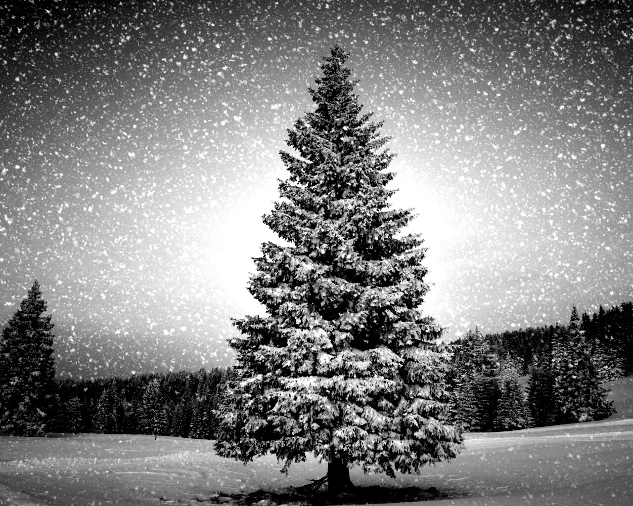Ель в снегопад обои