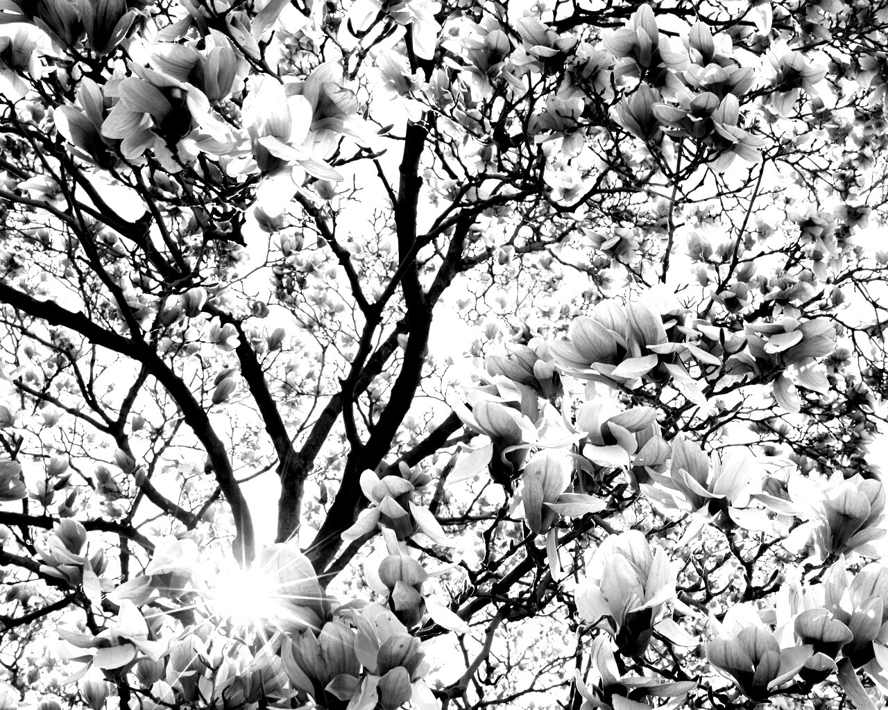 Магнолия обои