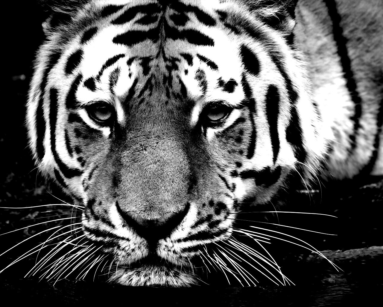 Купание тигра обои