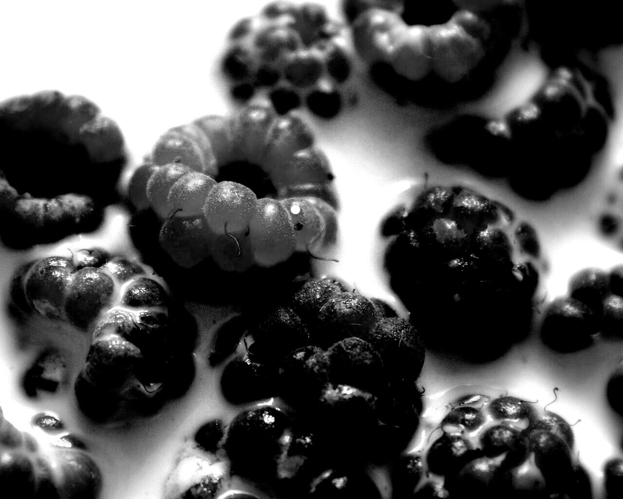 Малина в молоке обои