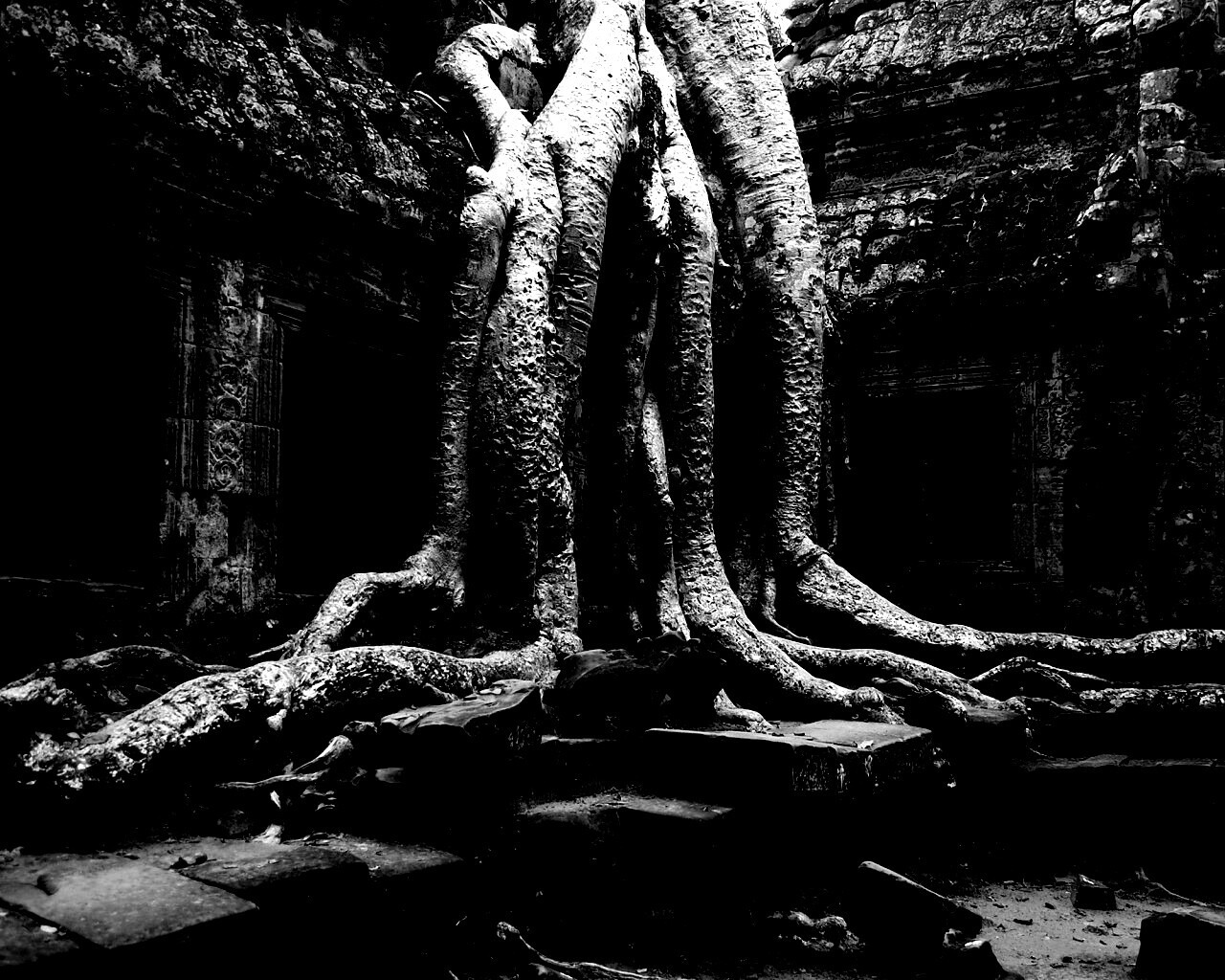 Мощные корни обои