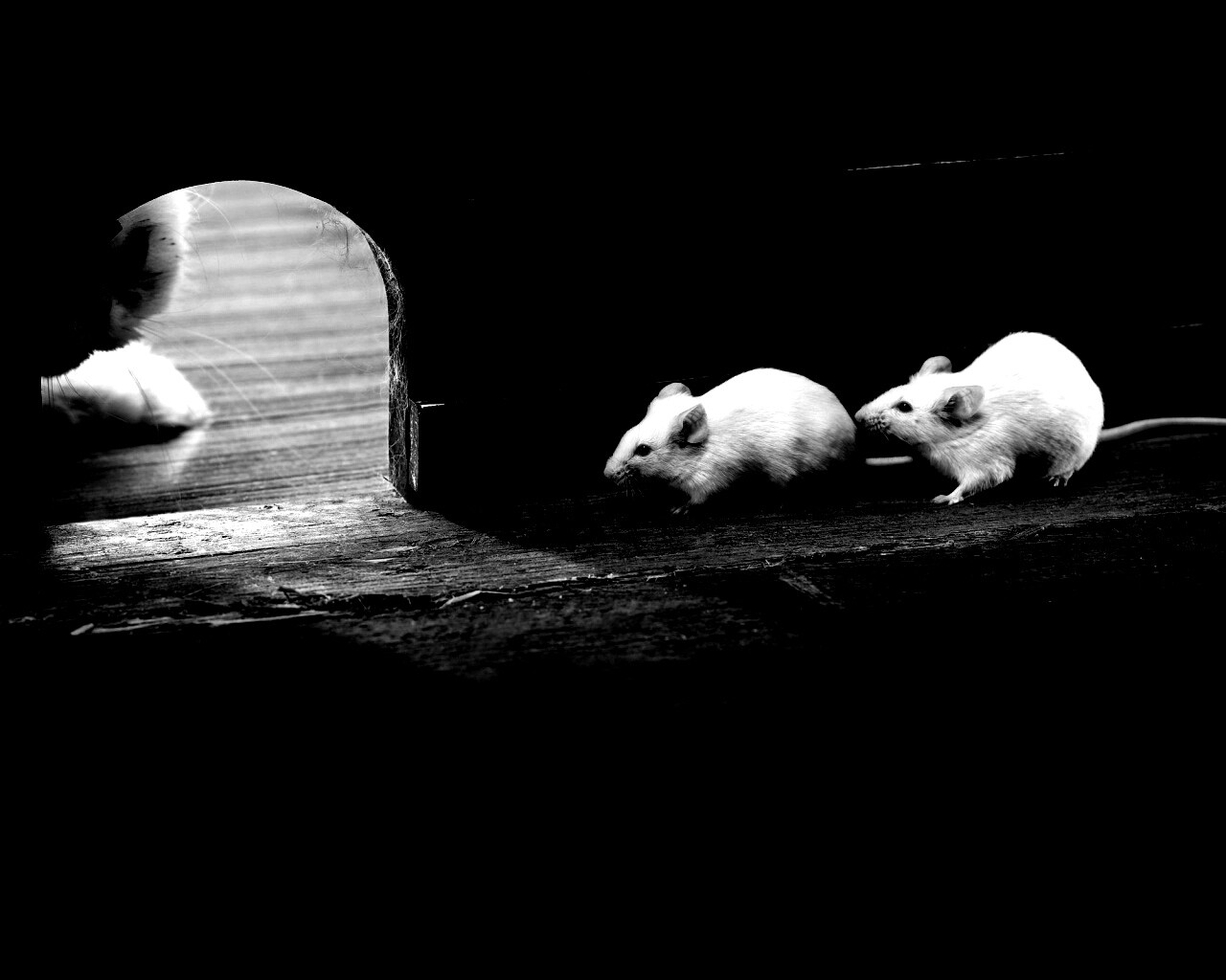 Кошки - мышки обои