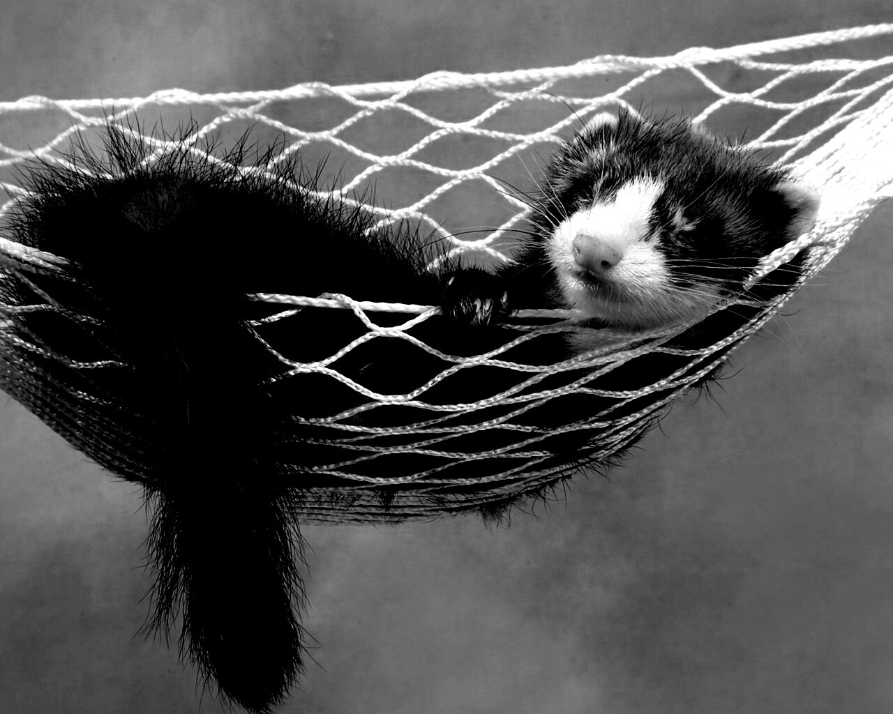 Хорек в гамаке обои