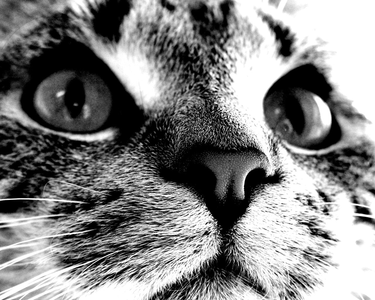 Кошачья мордочка обои