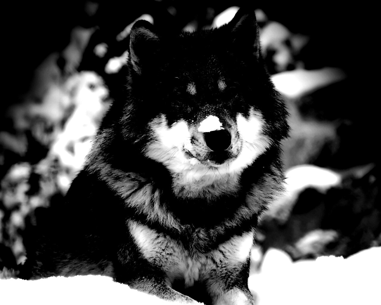 Волк с синими глазами обои