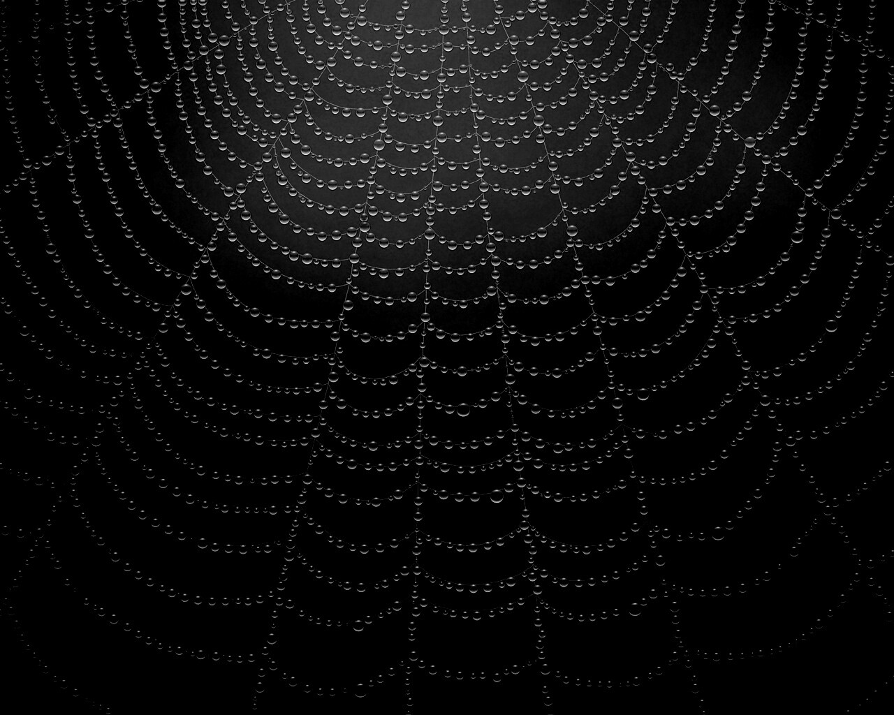 Роса на паутине обои