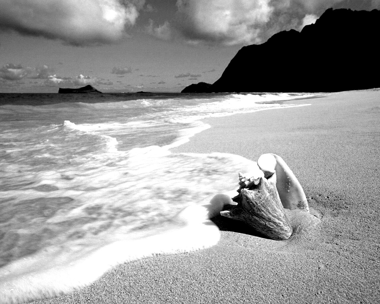 Морская раковина обои