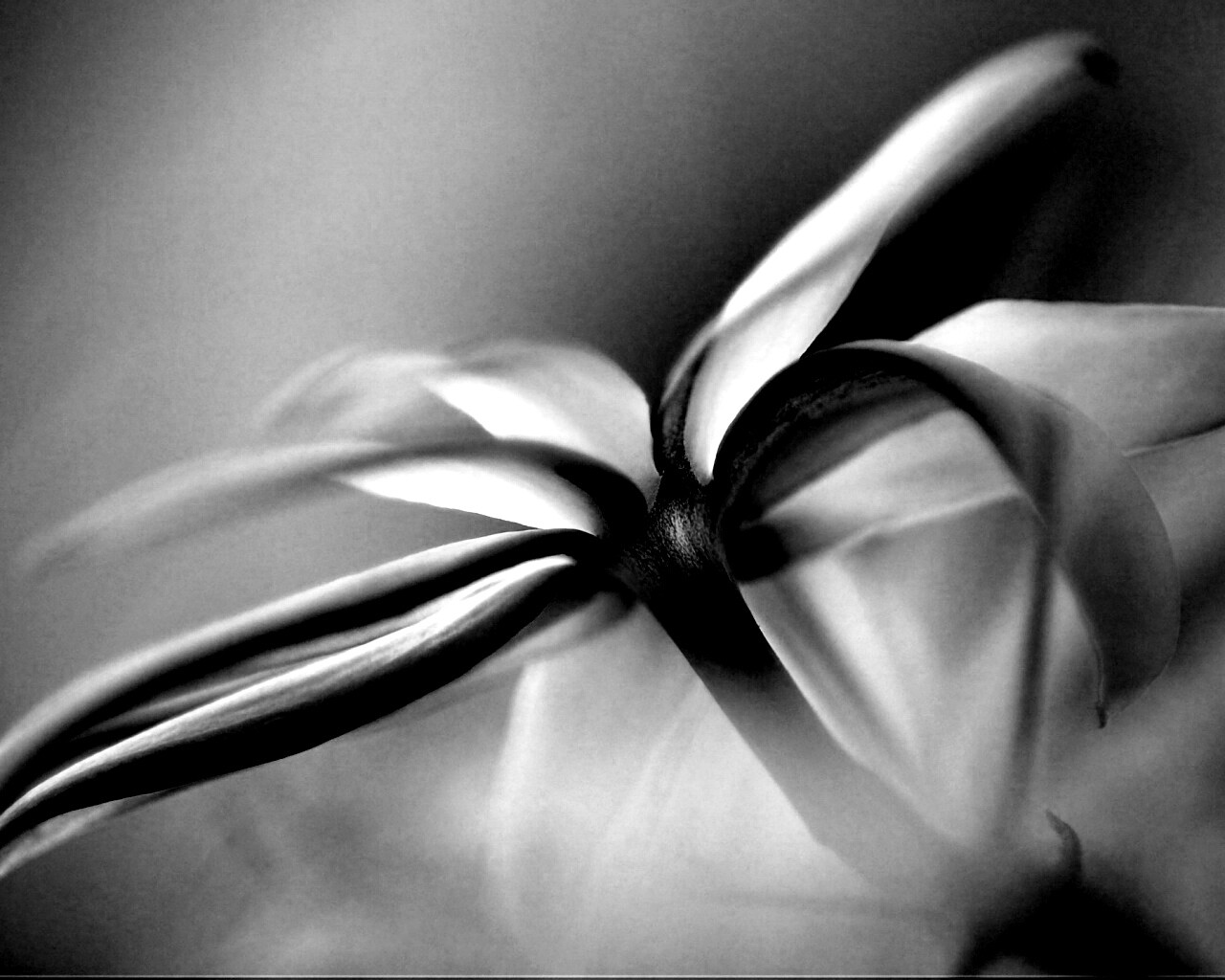 Цветок обои