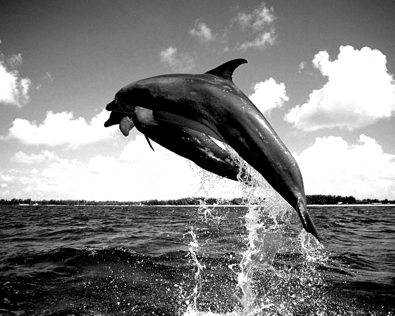 Дельфины обои