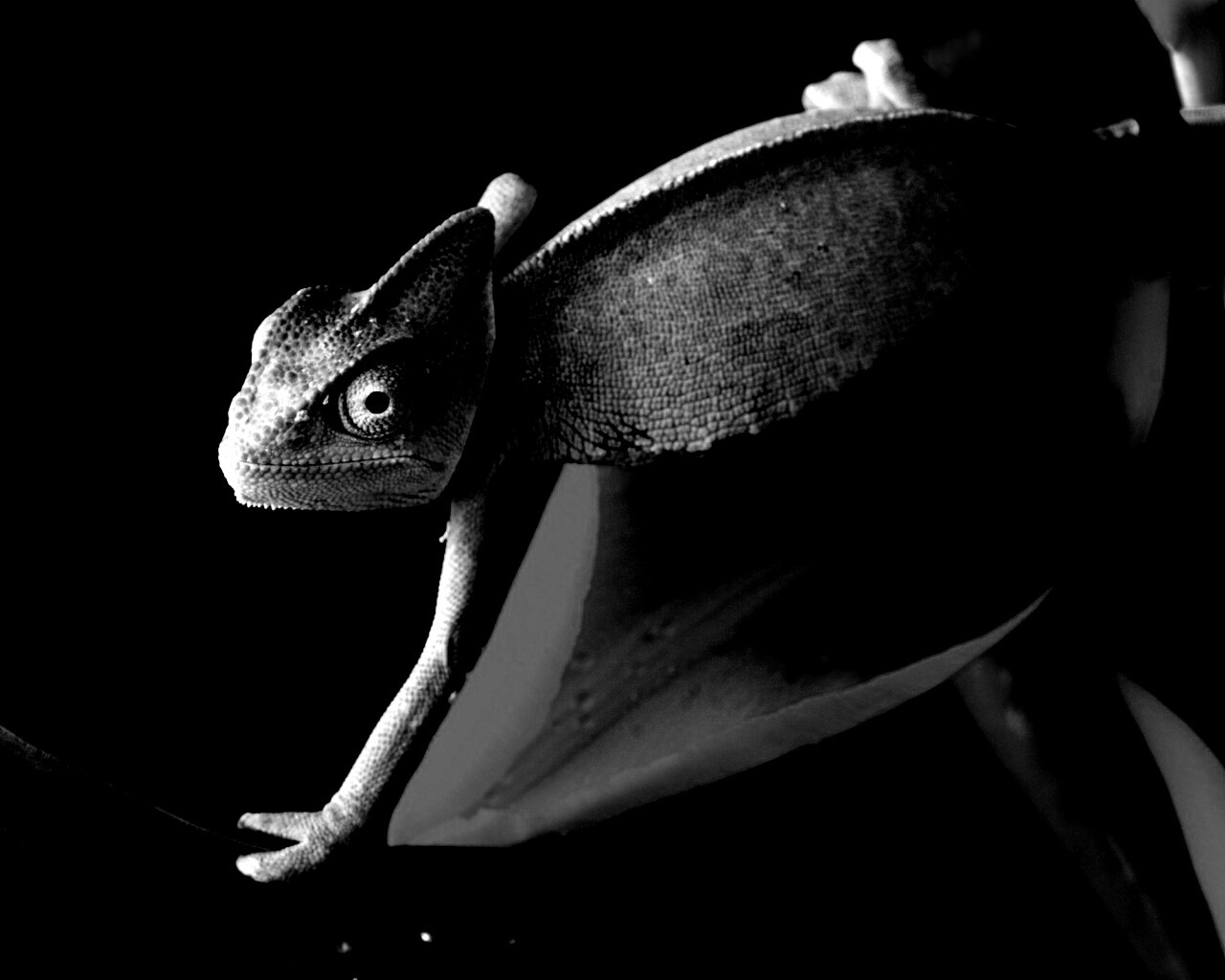 Хамелеон обои