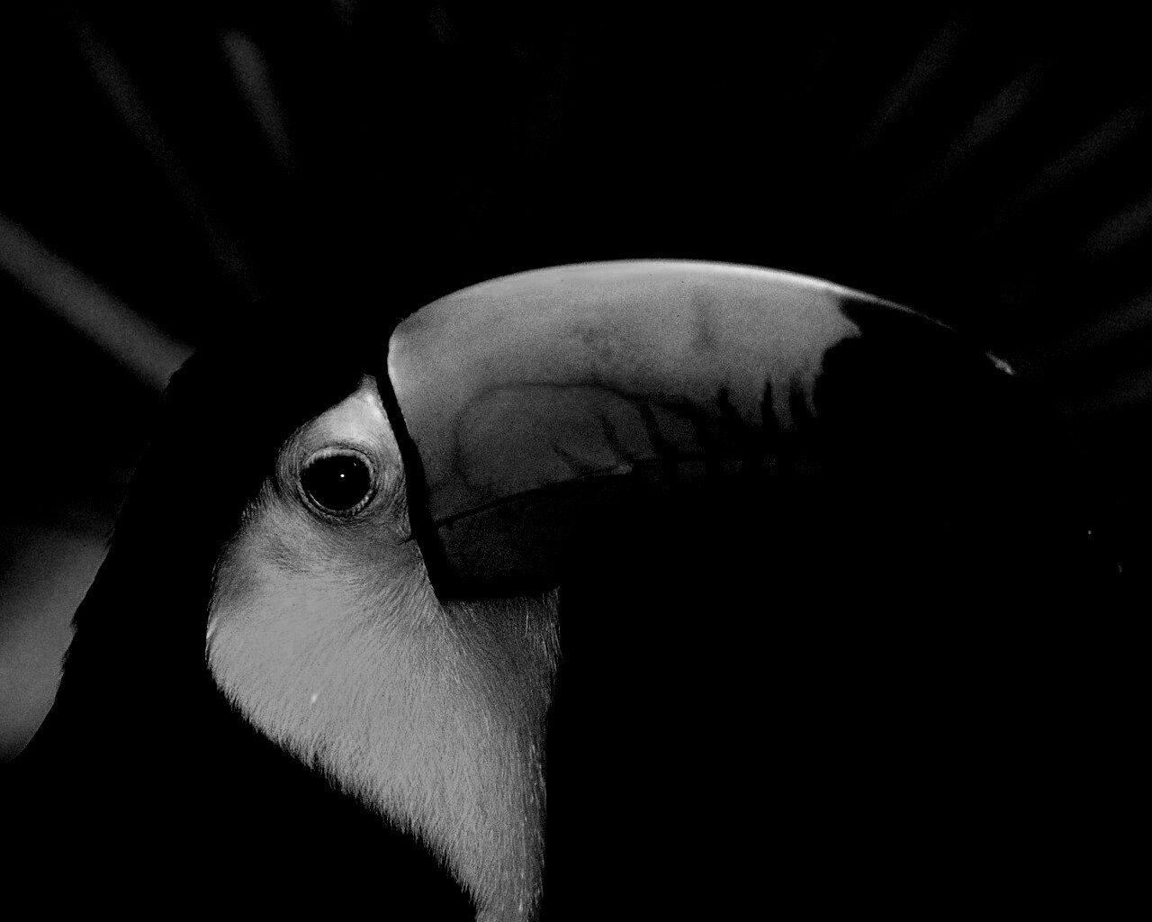 Грустный желтогрудый тукан обои