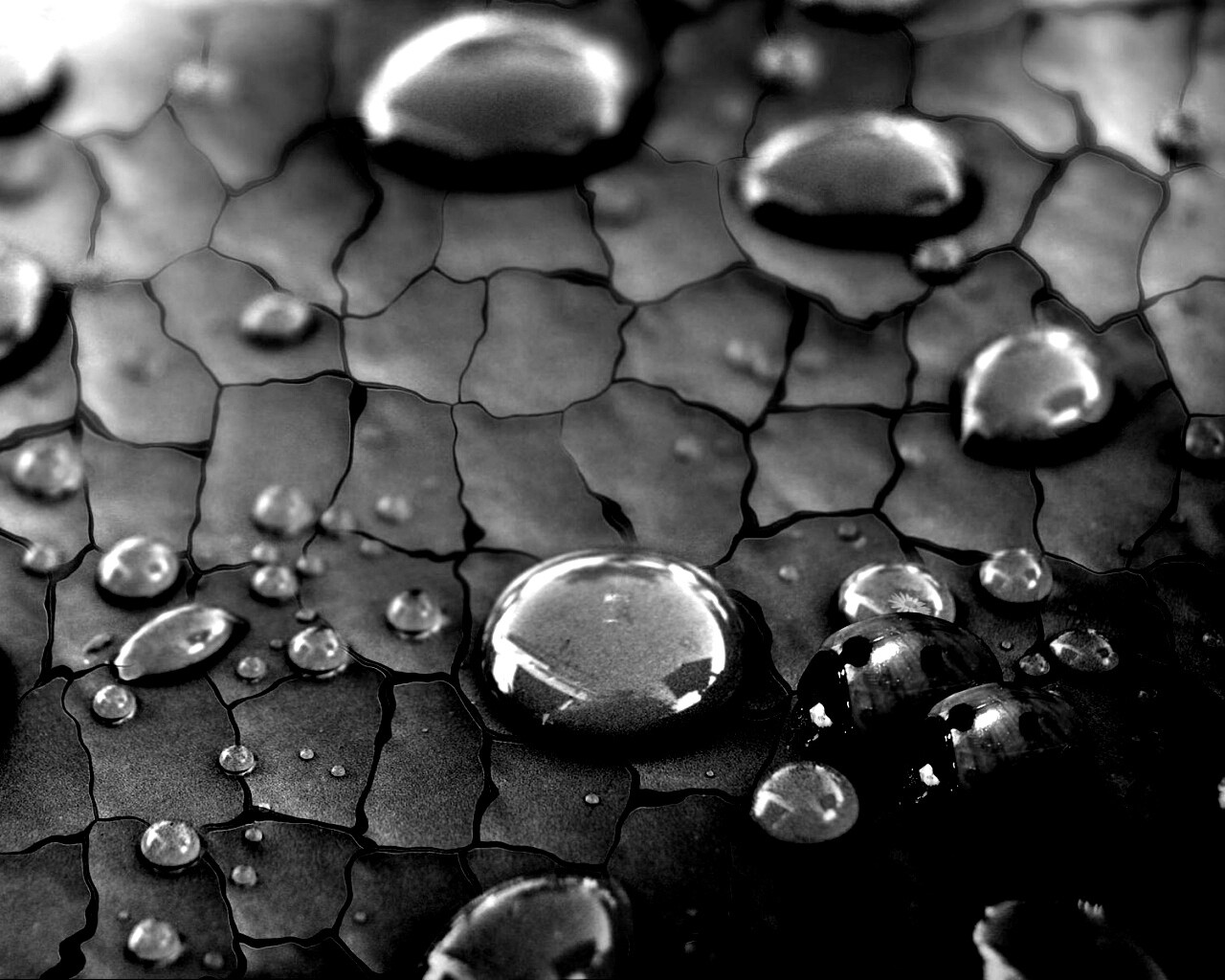 Божьи коровки обои