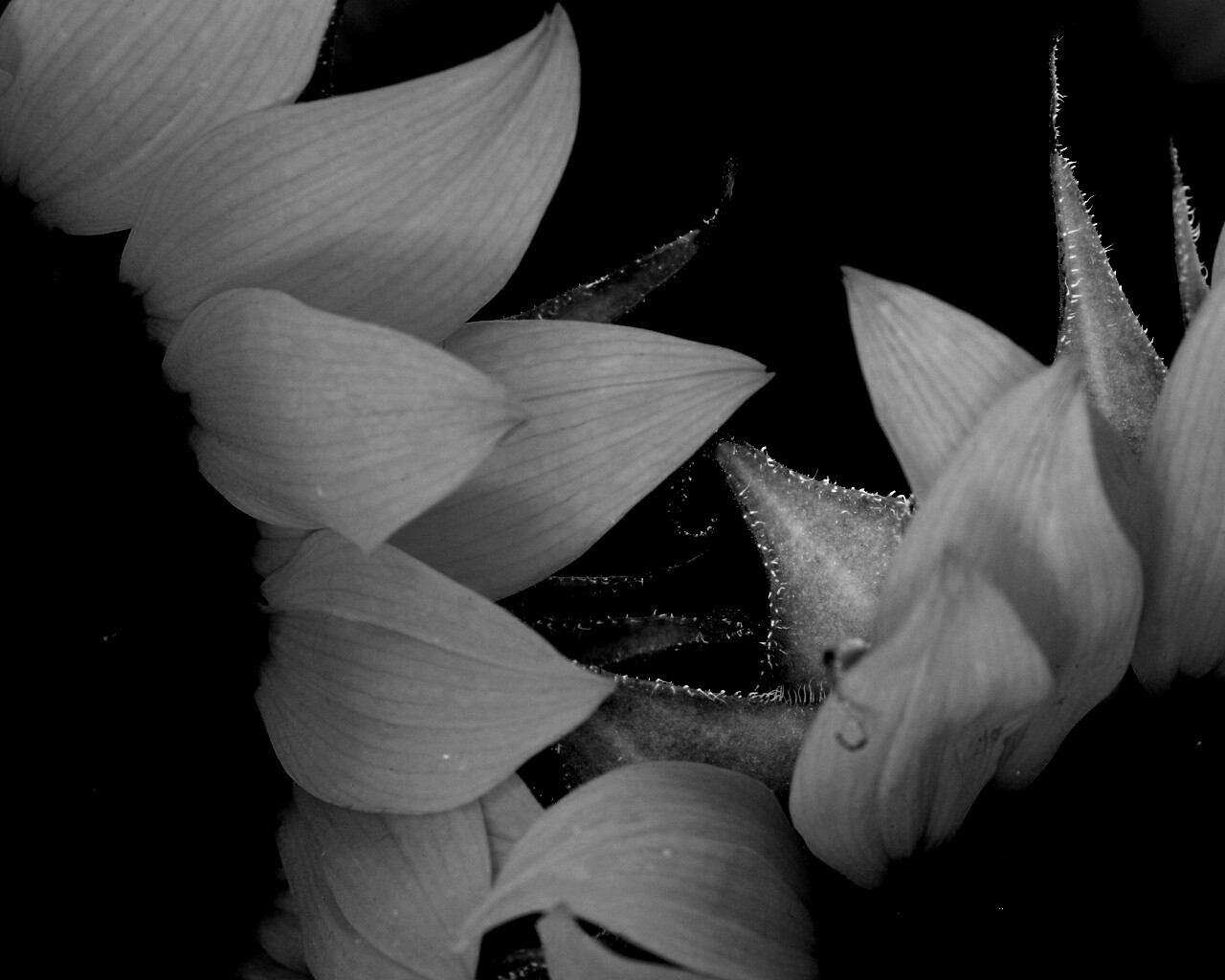 Подсолнухи обои