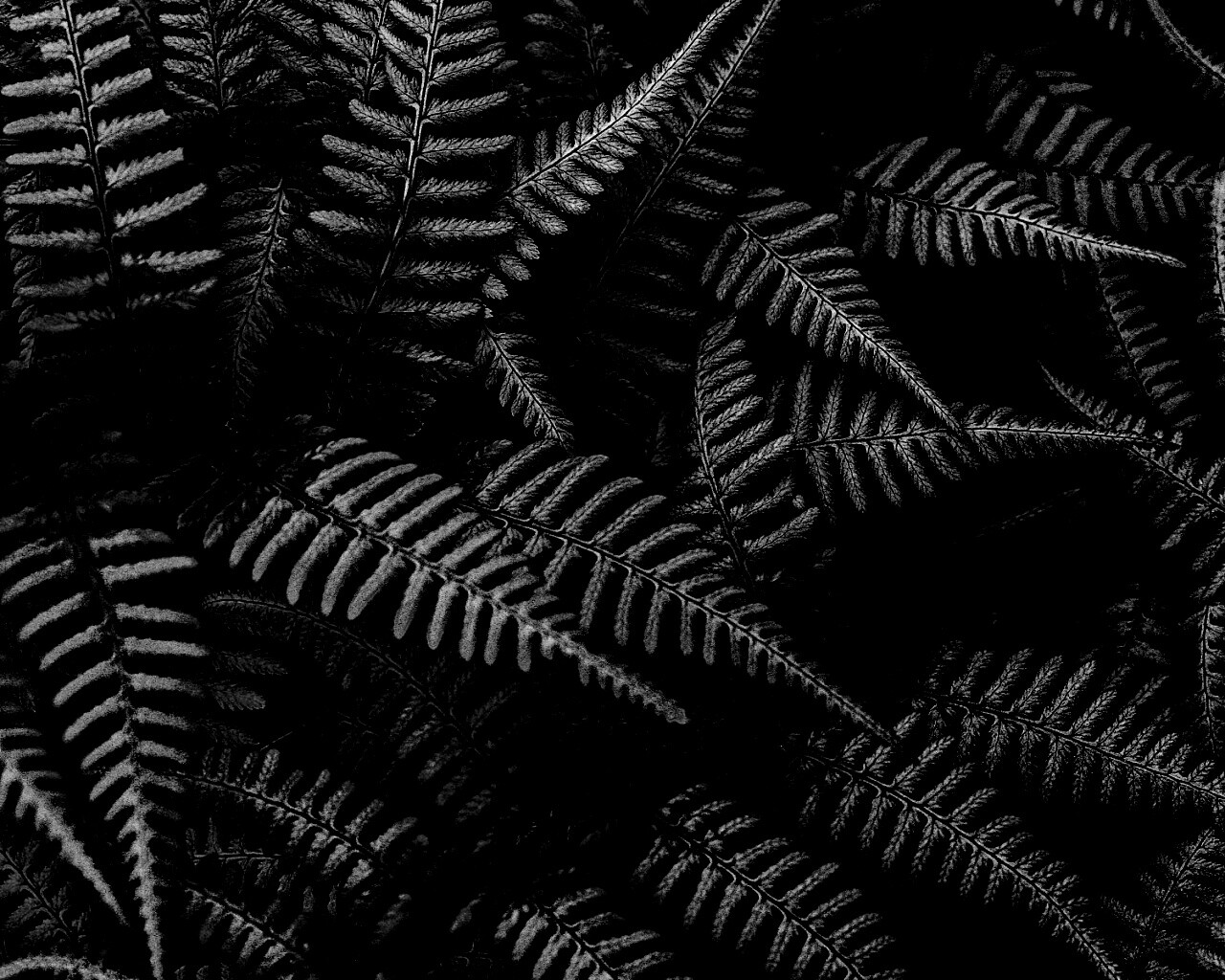 Папоротник обои