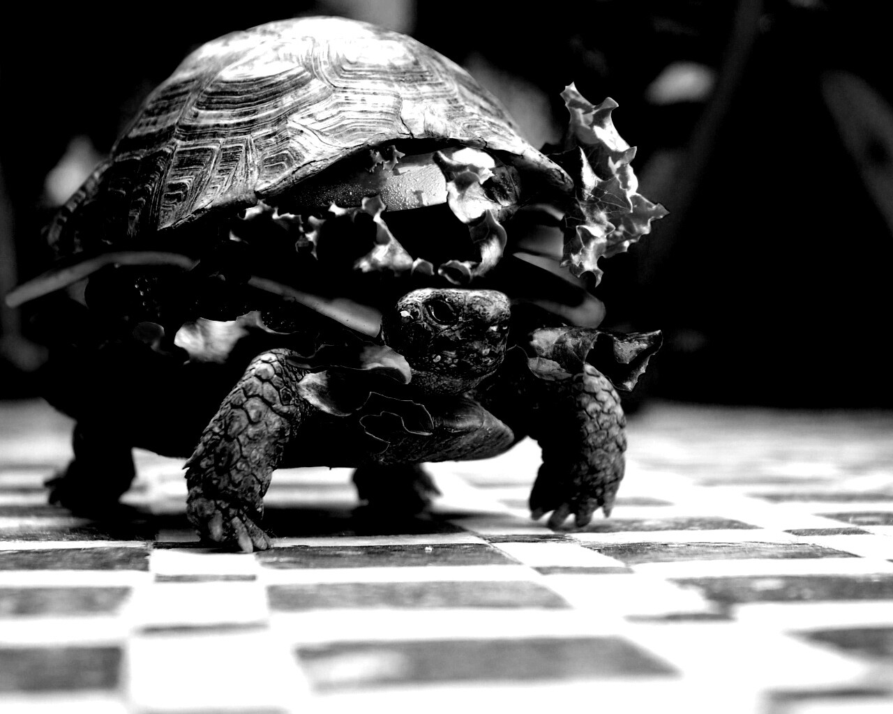 Черепахбургер обои