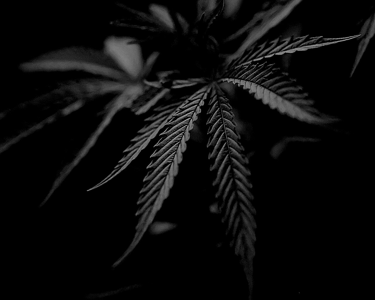 Марихуана обои