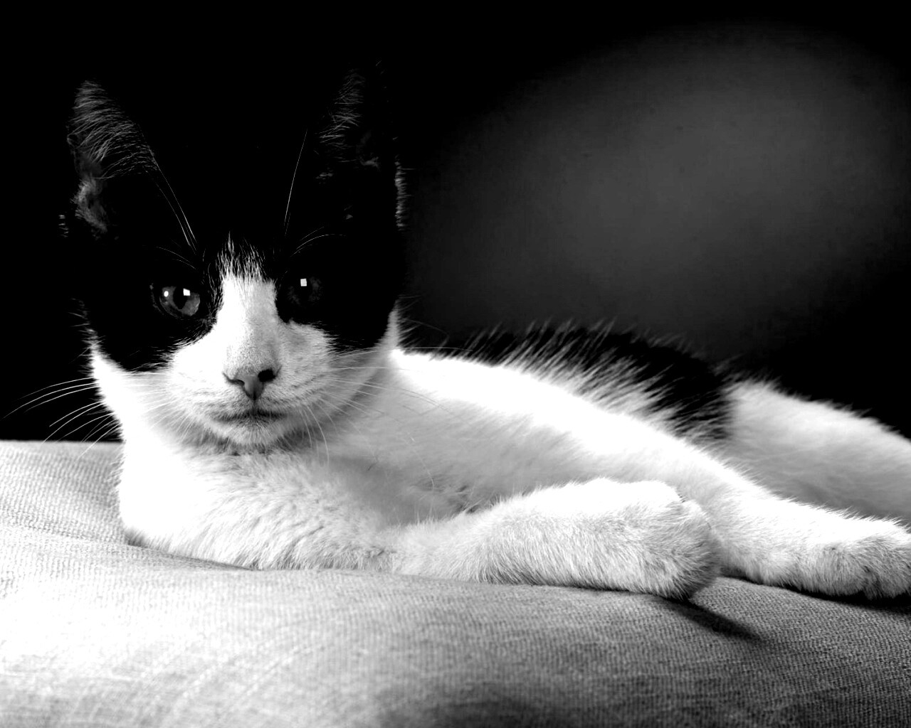 Кот на подушке обои