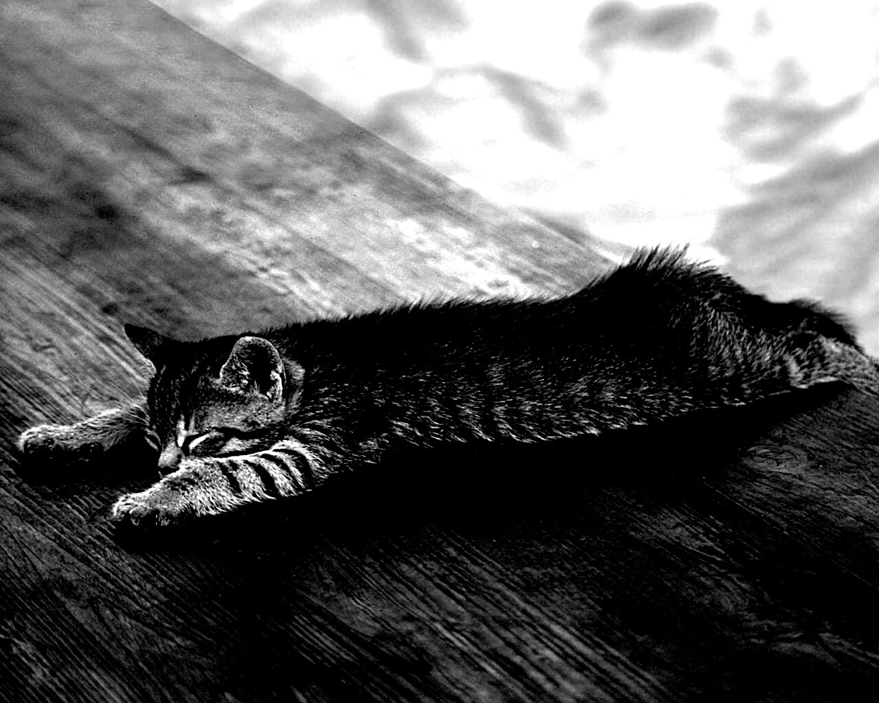 Растянувшийся кошара обои