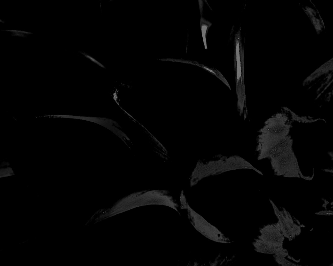 Лепестки обои