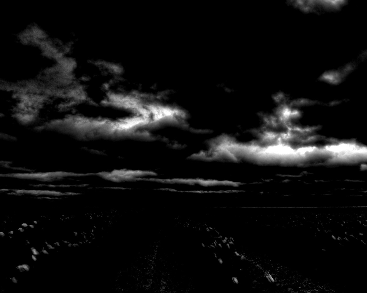 Цветочное поле под грозовым небом обои