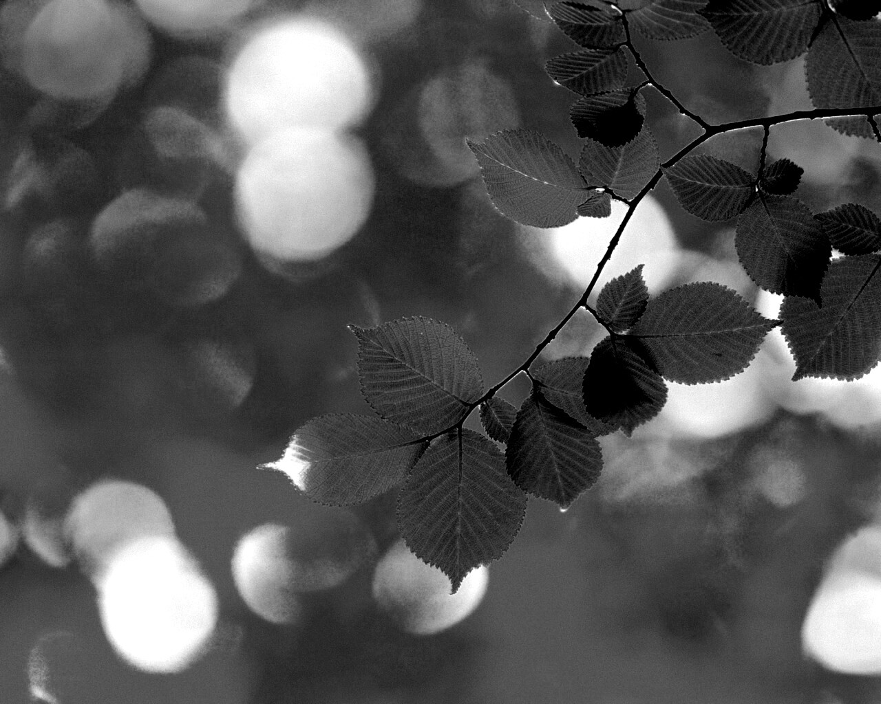 Зеленая ветка с листьями обои