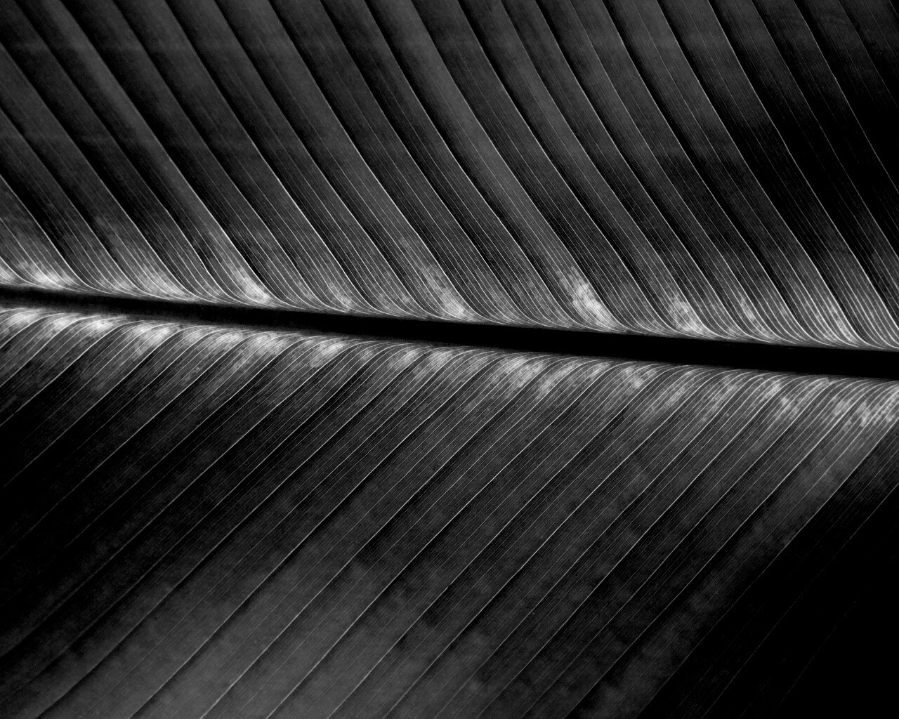 Пальмовый лист на солнце обои