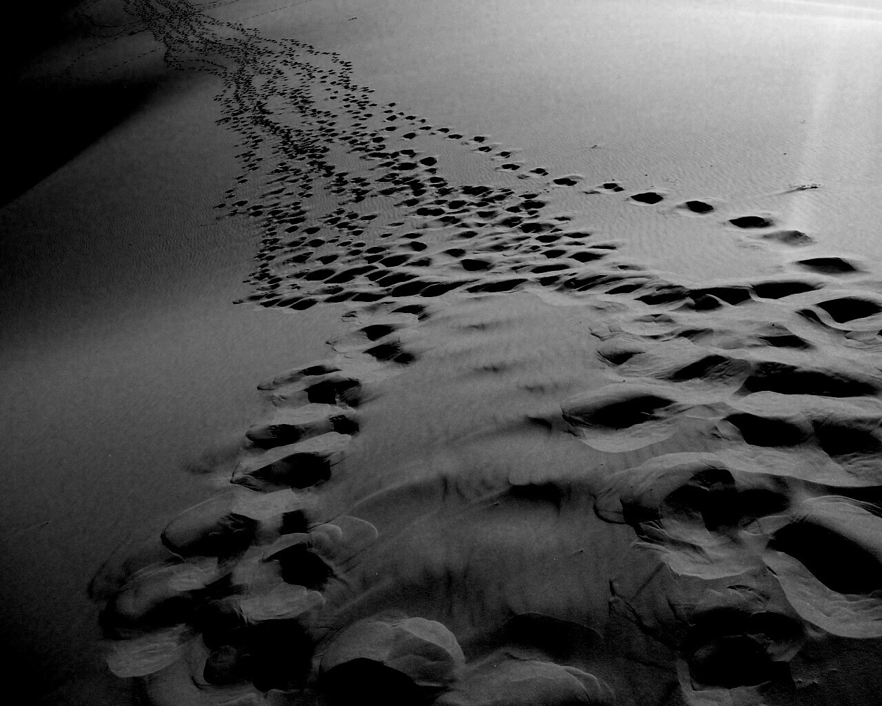 Следы в пустыне обои