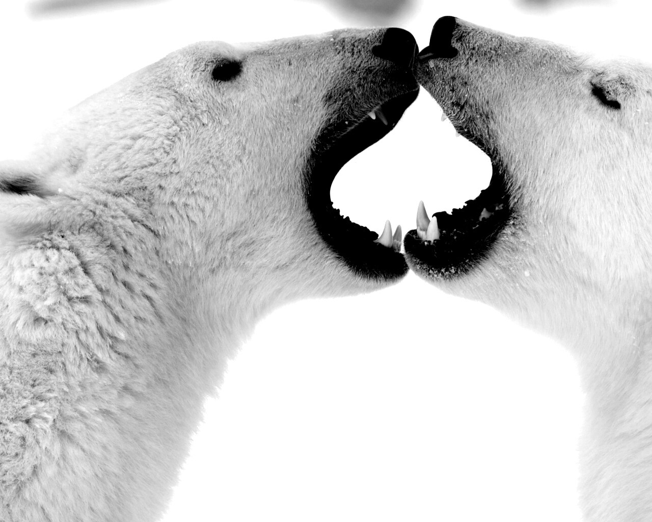 Полярные медведи обои