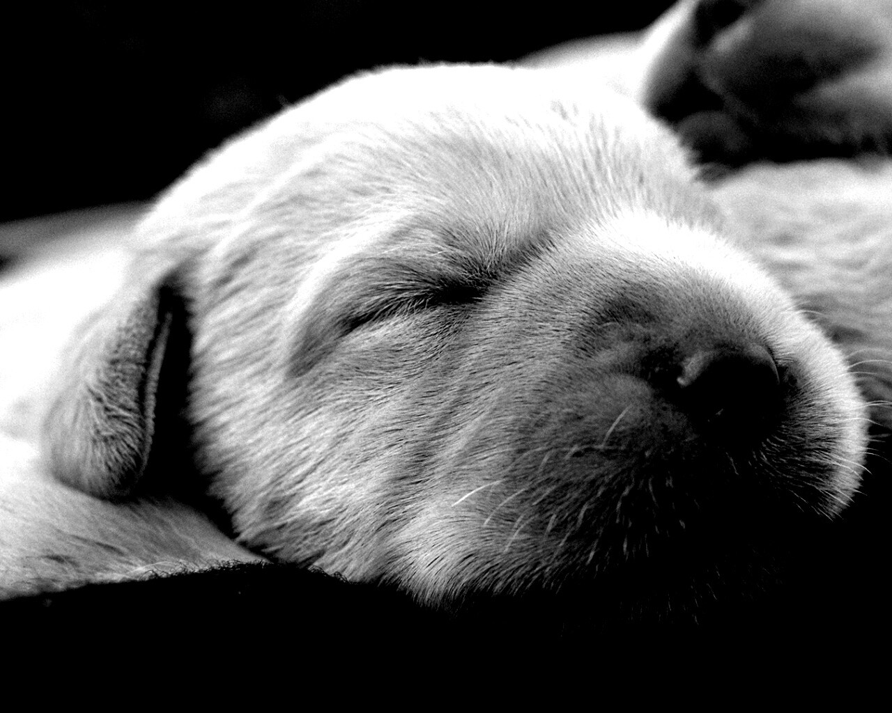 Мордочки симпатичных щенков обои