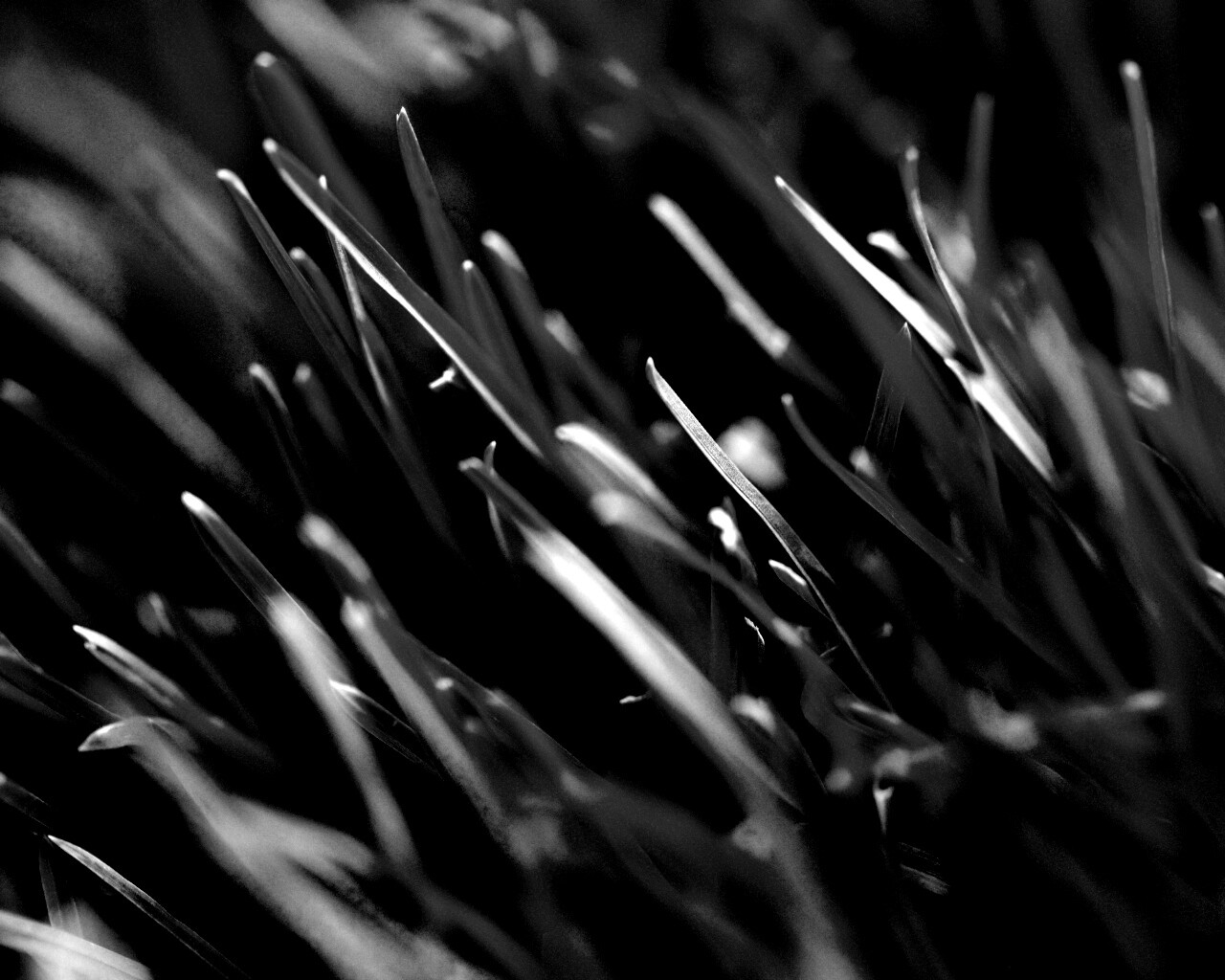 Зеленая свежая трава обои