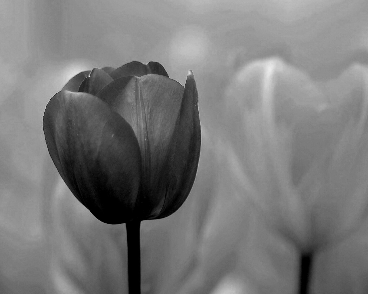 Красный тюльпан обои