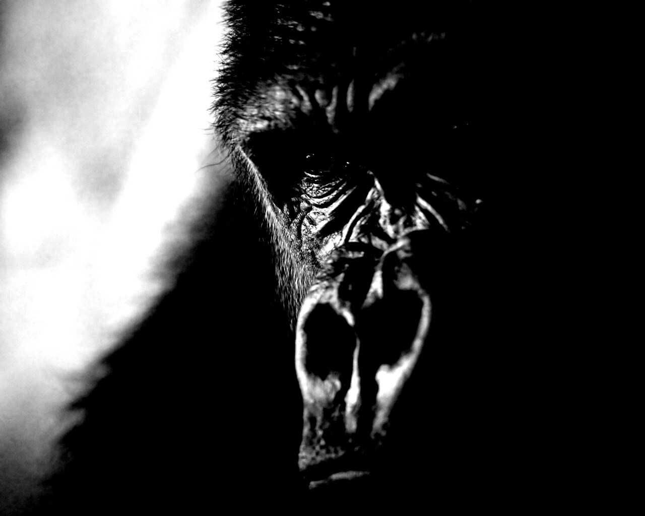 Фото орангутанга обои