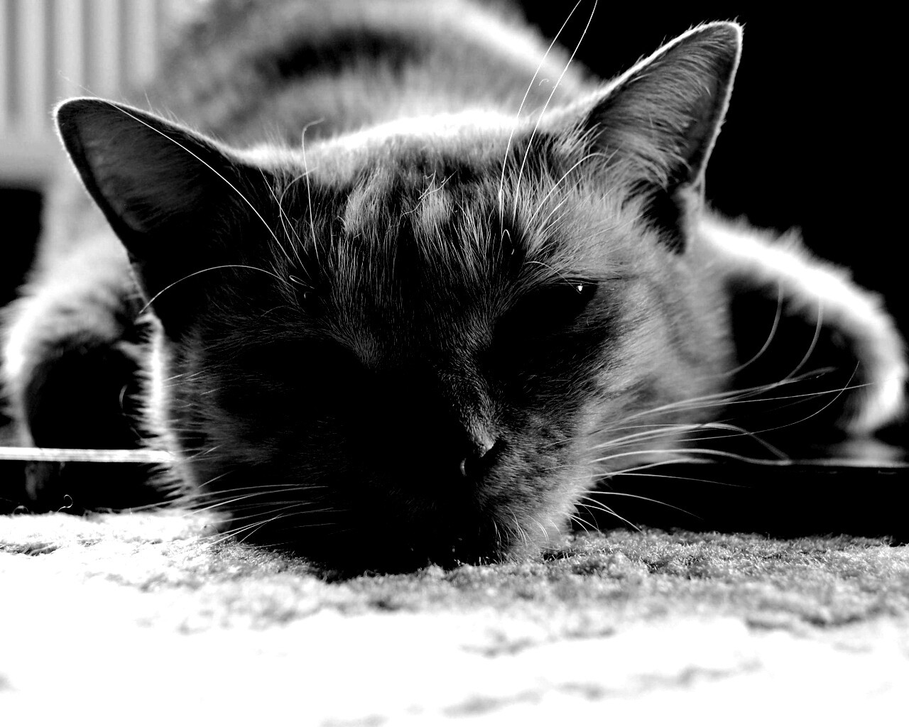 Кошара обои