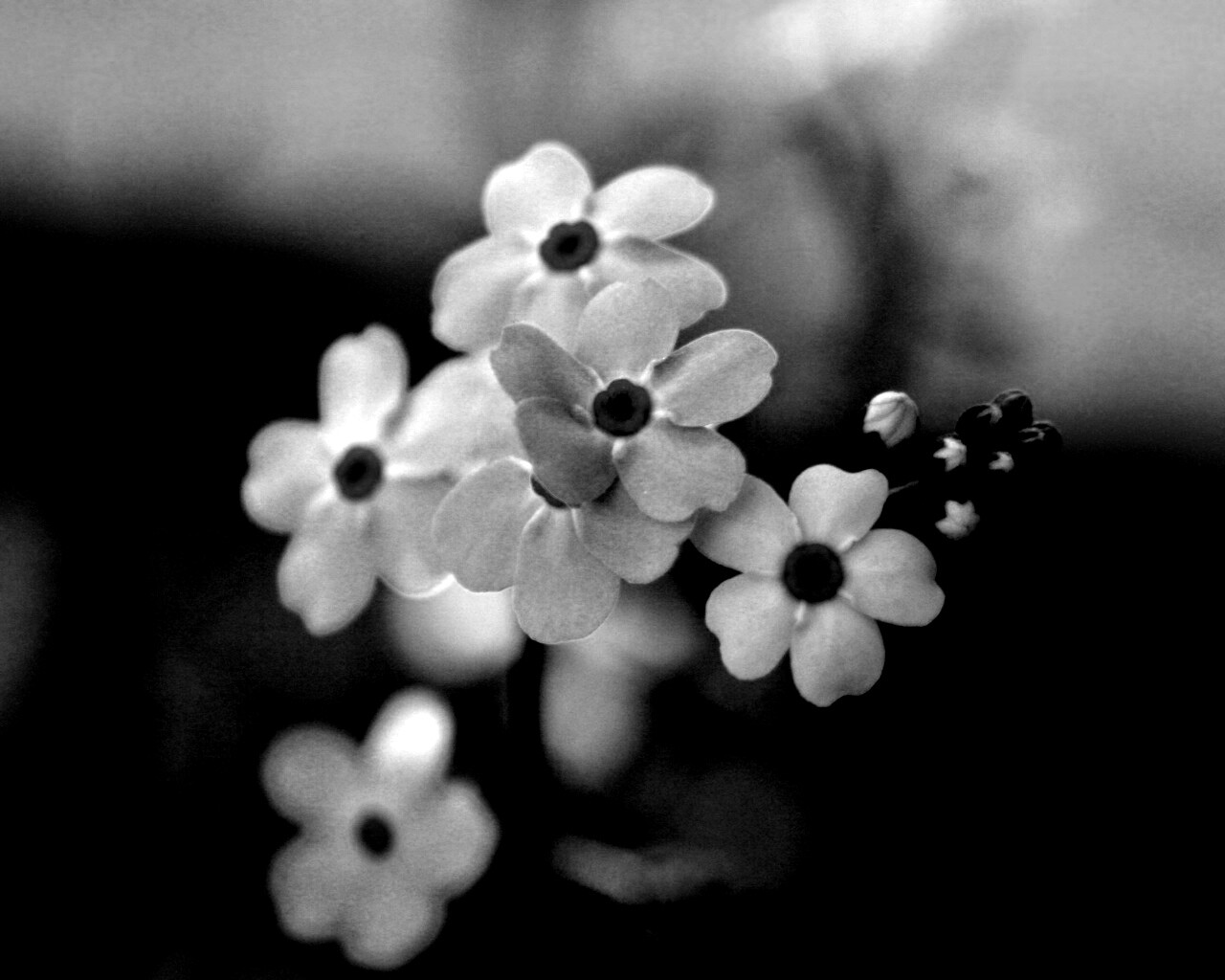 Обои цветов обои