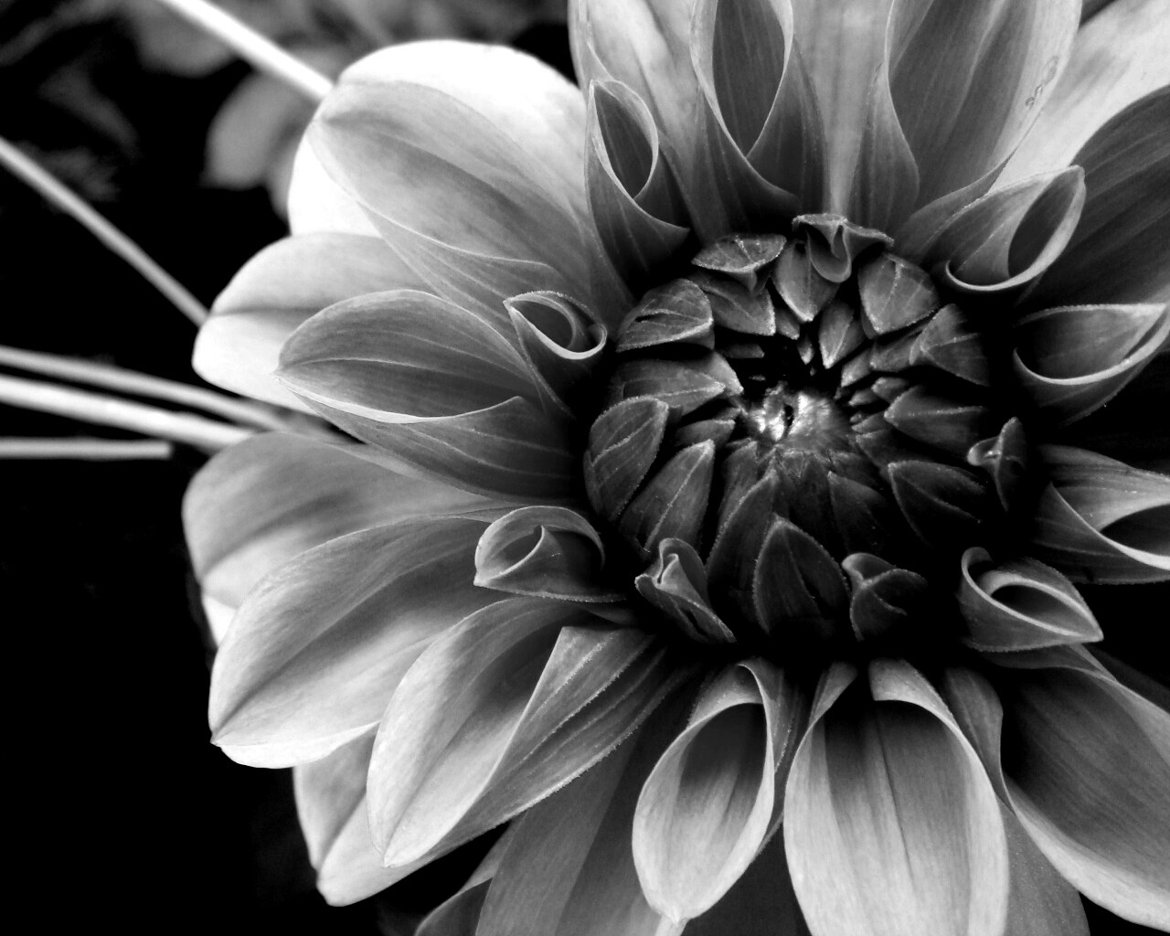 Аленький цветочек обои