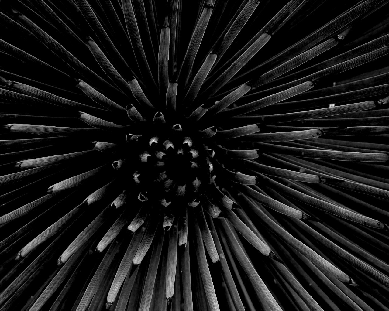 Хищный цветок обои