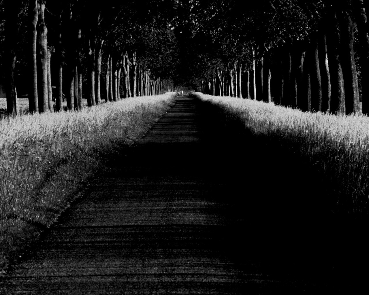 Живописная аллея обои