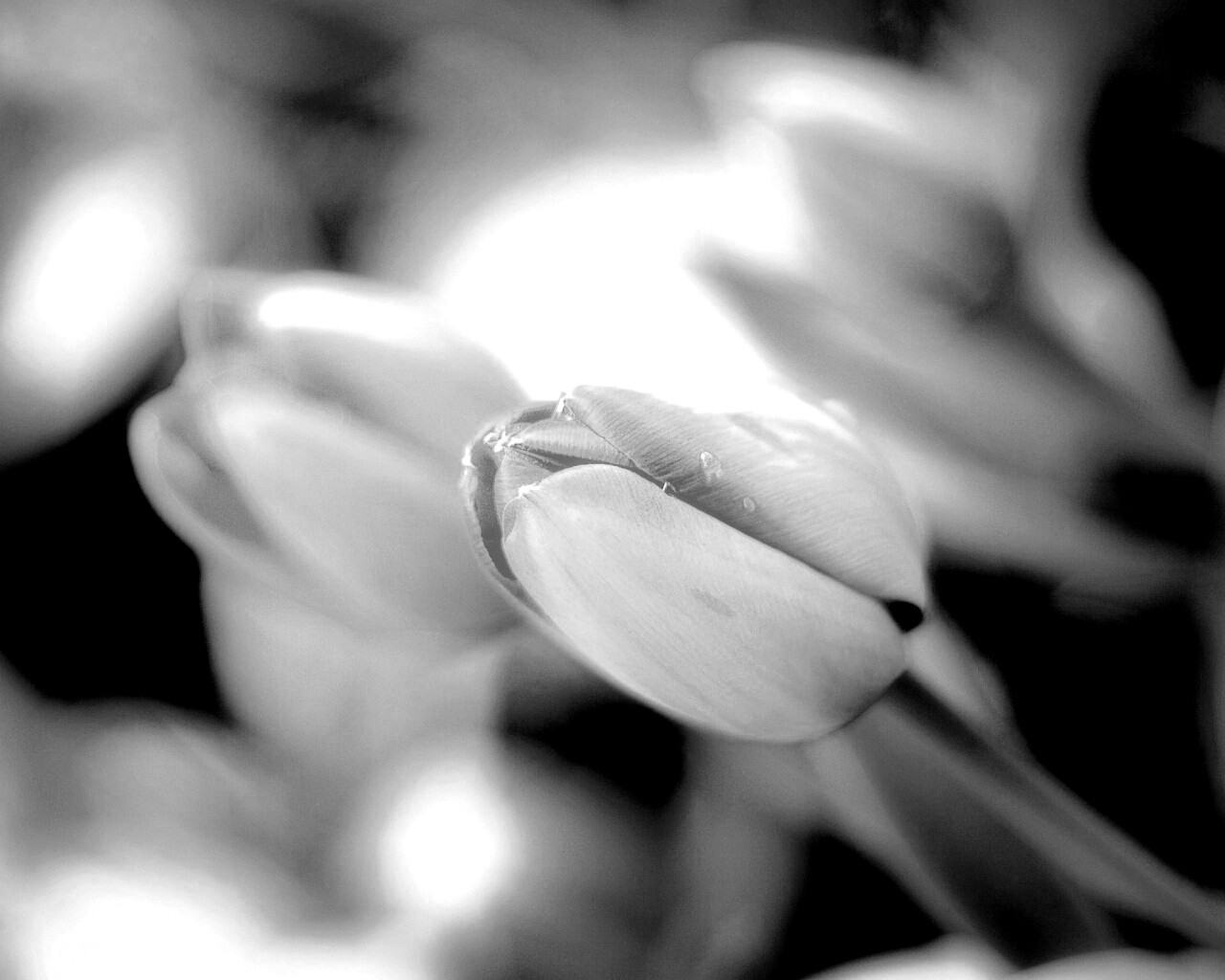 Красивый тюльпан обои