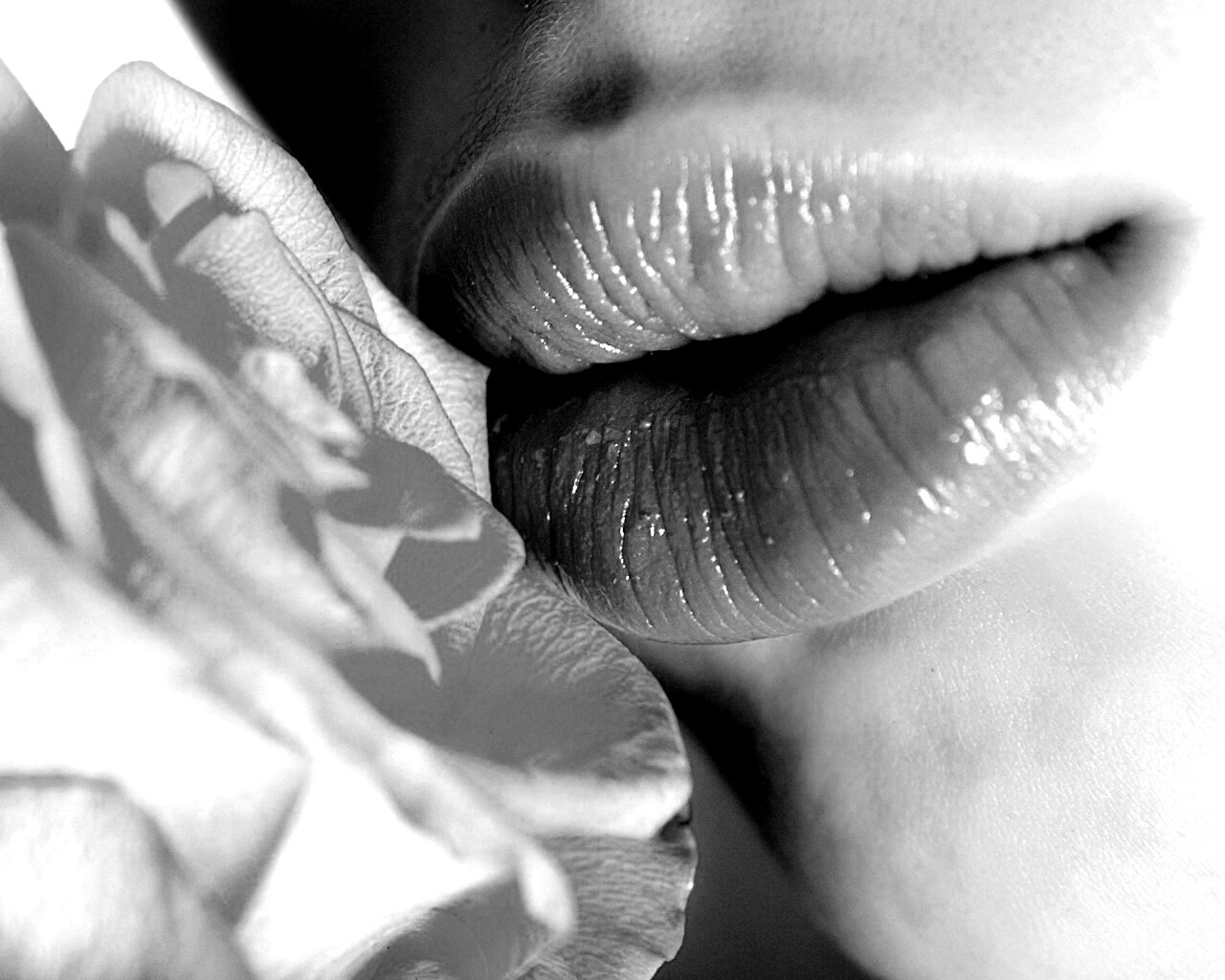 Губы девушки и роза обои