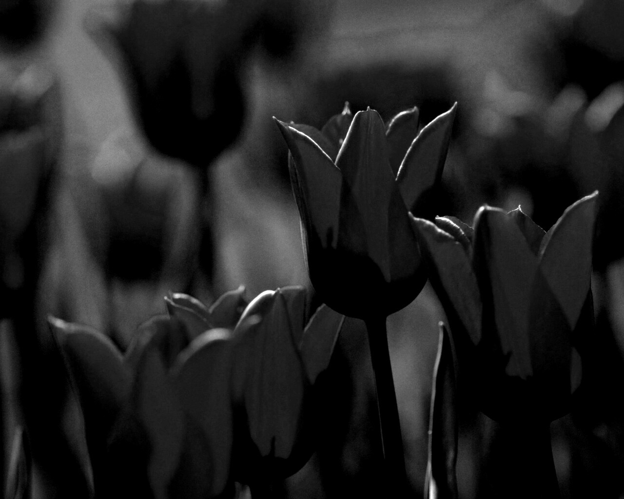 Красные цветы обои