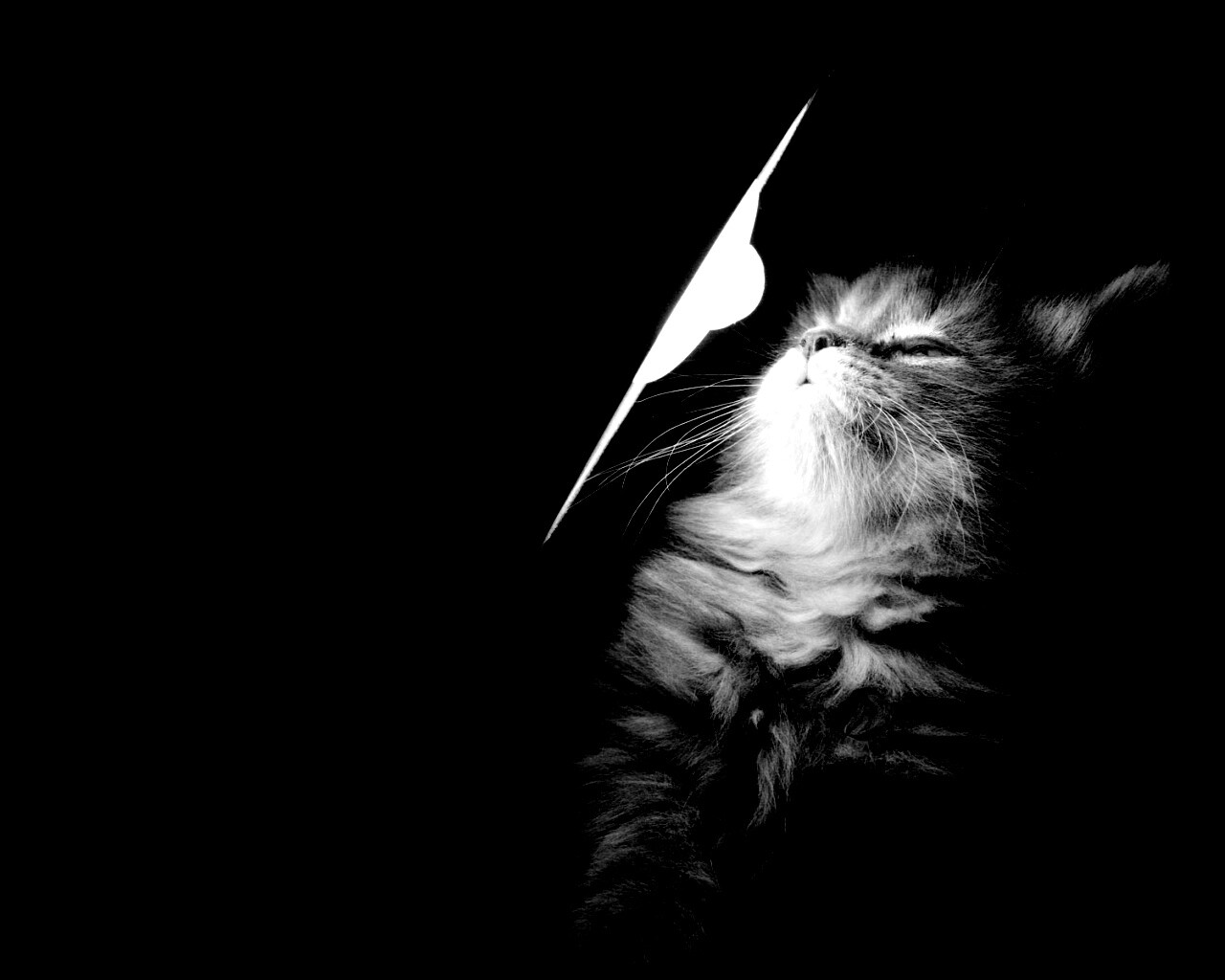 Котя на свету обои