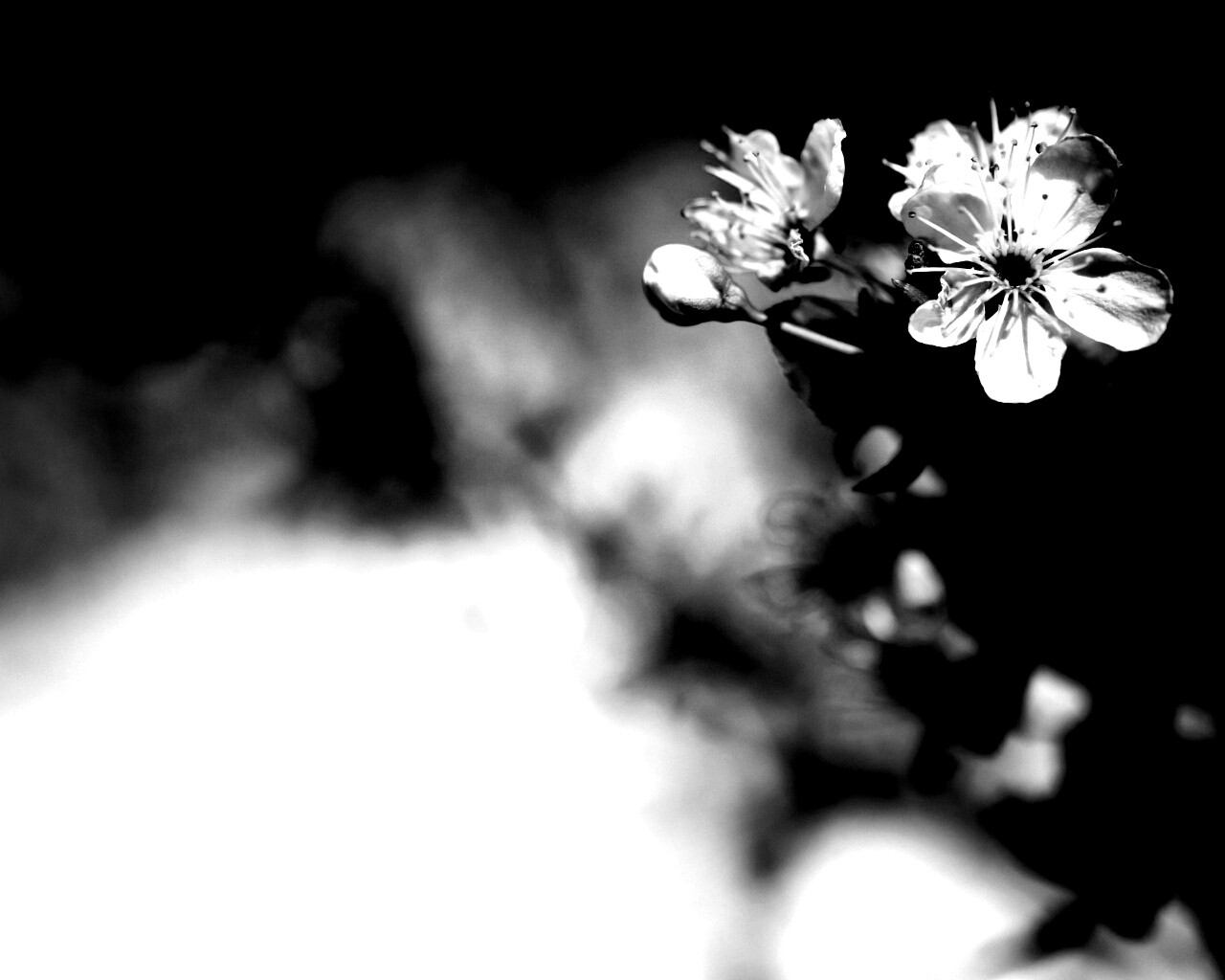 Цветок вишни обои