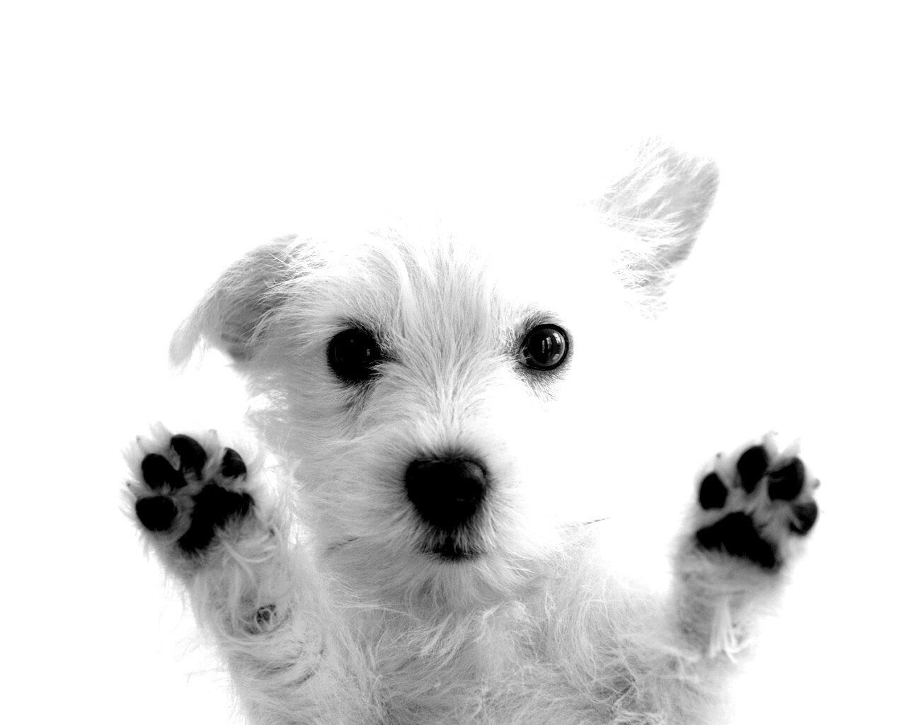 Белый любознательный щенок обои