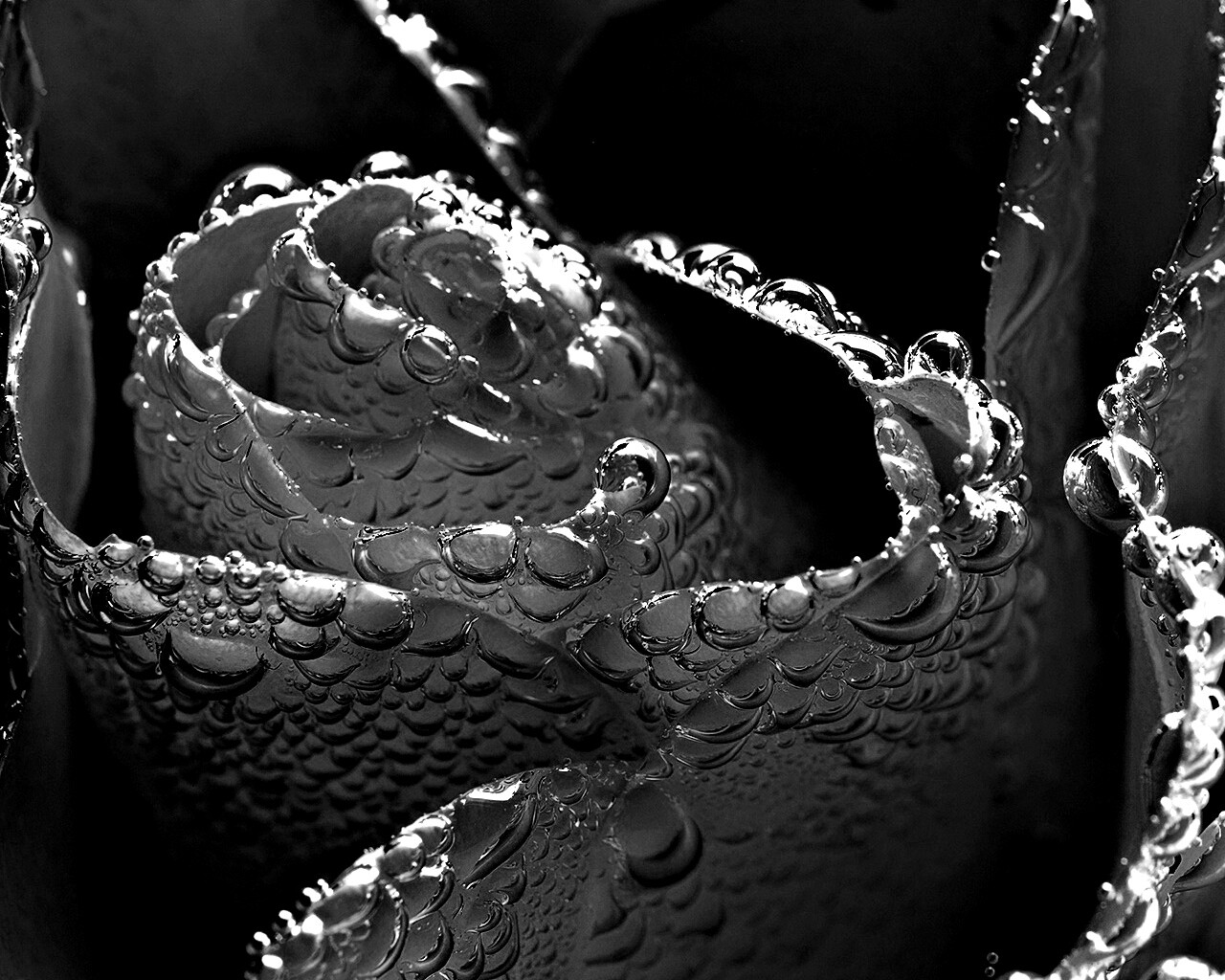 Мокрый желтый цветок обои