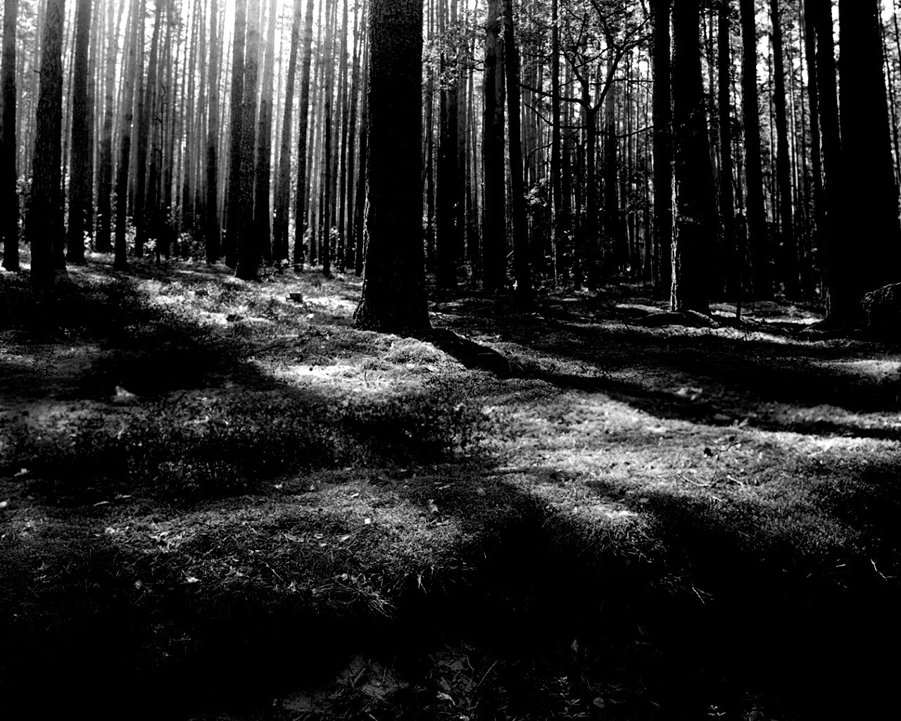 Солнечный лес обои